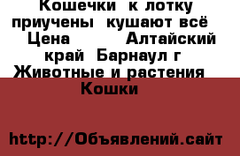 Кошечки, к лотку приучены, кушают всё.  › Цена ­ 500 - Алтайский край, Барнаул г. Животные и растения » Кошки   